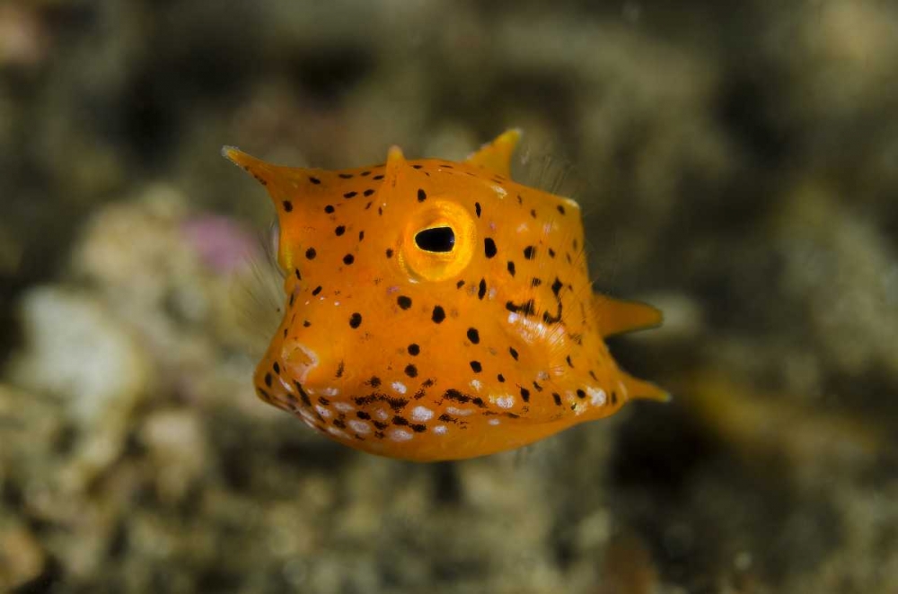 Indonesia, Lembeh Strait Of juvenile cowfish